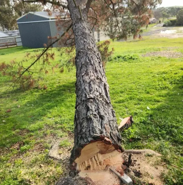 Timbercore