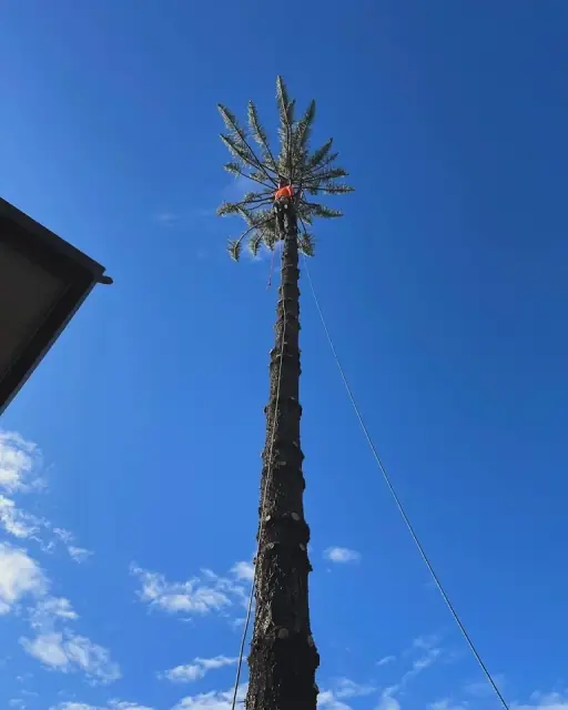 Timberwise Tree Care Pty Ltd