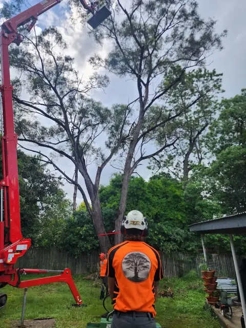 TK Tree Services Pty Ltd