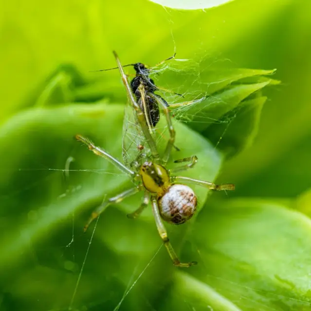 TMO Pest Control cover