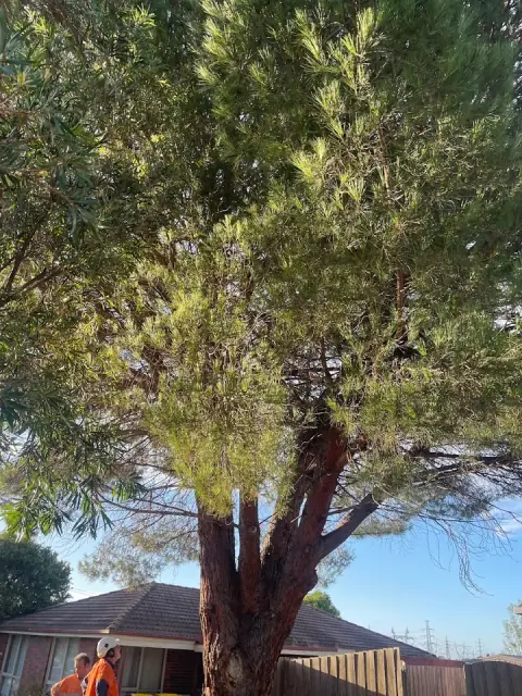 Total Solution Garden Maintenance and Tree Removal