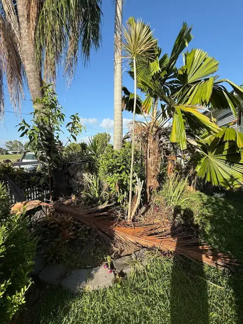 Townsville Stump Tree Surgeons