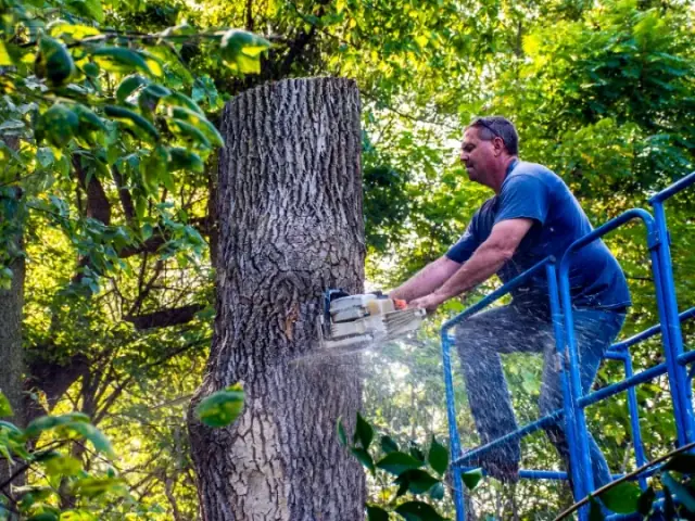 Townsville Tree Lopping Services