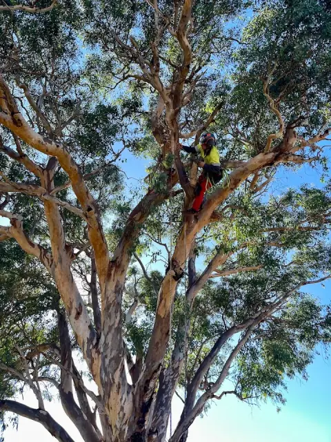 Treasure Trees