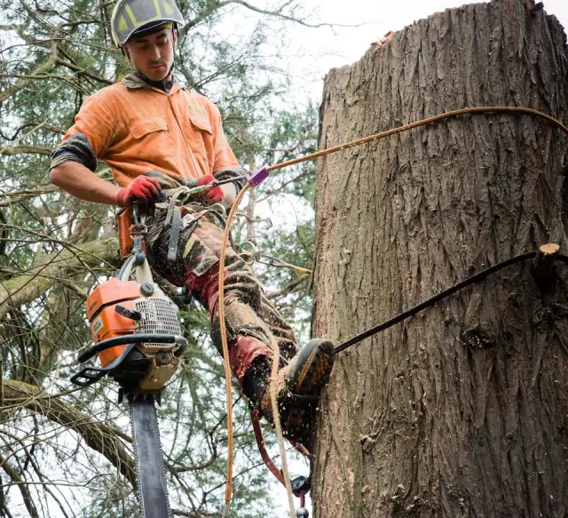 Tree Access VIC Pty Ltd