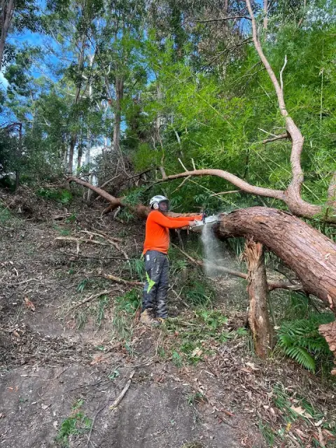 Tree and Stump Time cover
