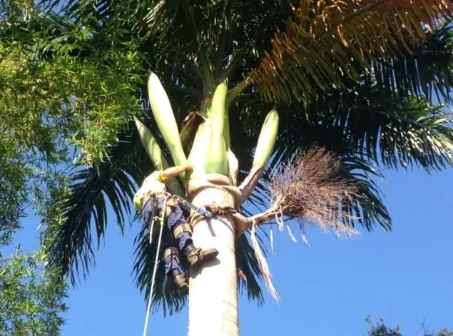 Tree Arrangements