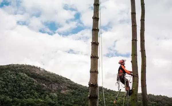 tree care