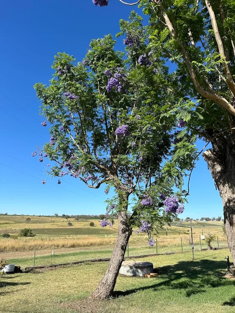 tree care cover