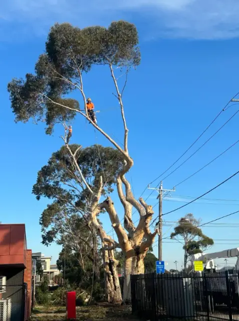 Tree Culture Arborists cover