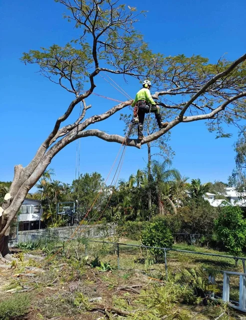 Tree Dynamics