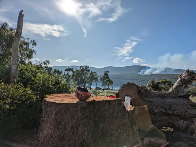 TREE FIX TAS