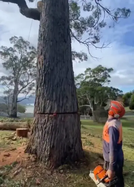 TREE FIX TAS cover