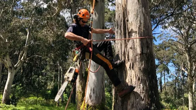 Tree Legged Men Professional Arborist Macedon Ranges