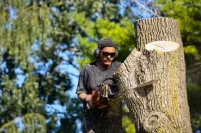 Tree Lopping Logan Co