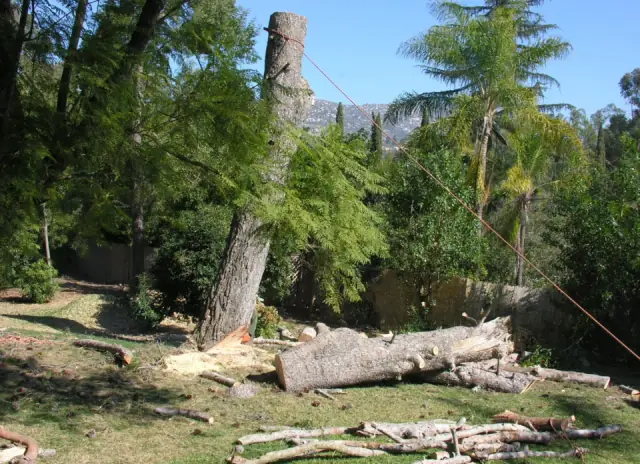 Tree Lopping Perth cover