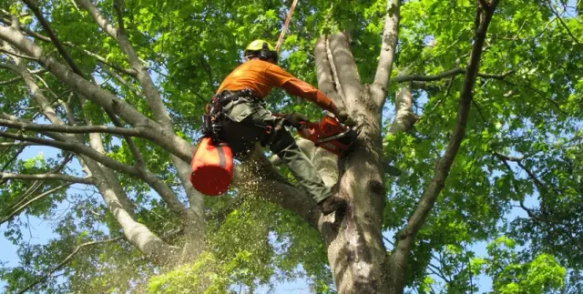 Tree Lopping Perth