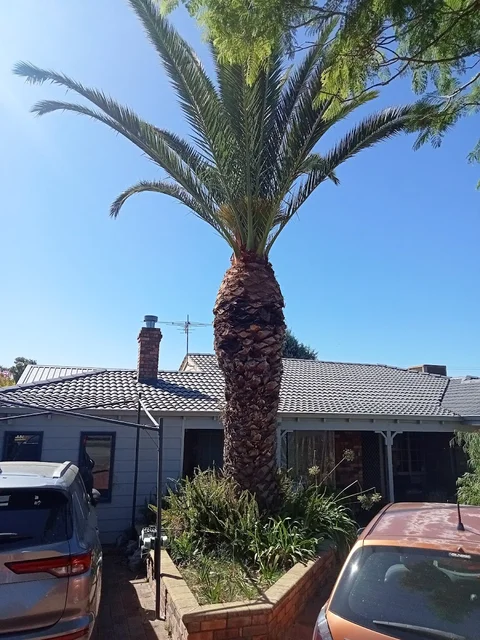 TREE & PALM SOLUTIONS cover