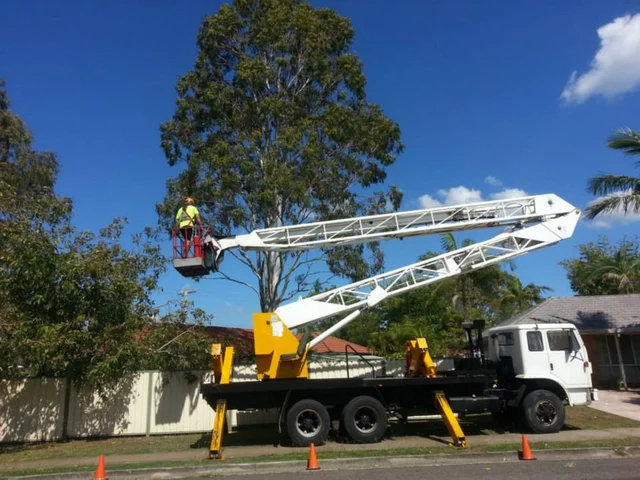 Tree Problem No Problem