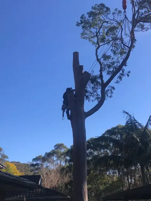 Tree Removal Sydney - Trees Down Under