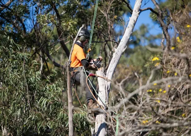 Tree Removal Sydney - Trees Down Under cover