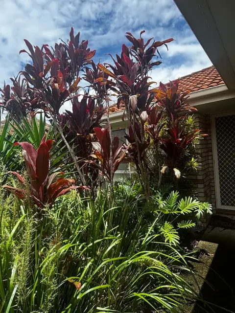 Tree Removal & Tree Loppers Northern Beaches