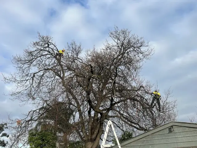 Tree Response cover