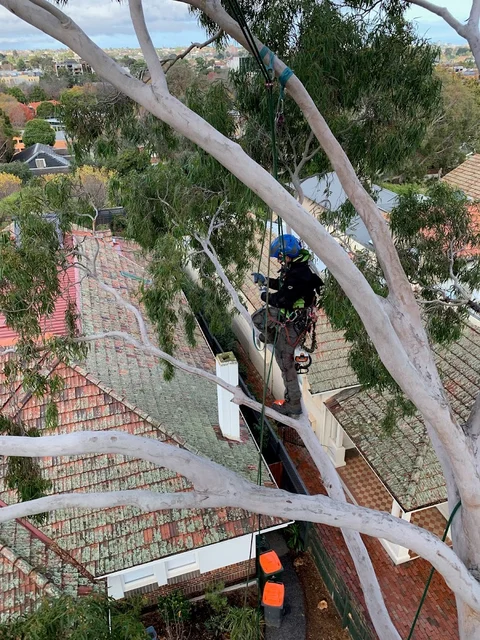 Tree Response