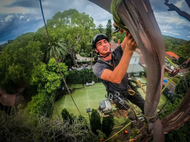 Tree Rigging cover