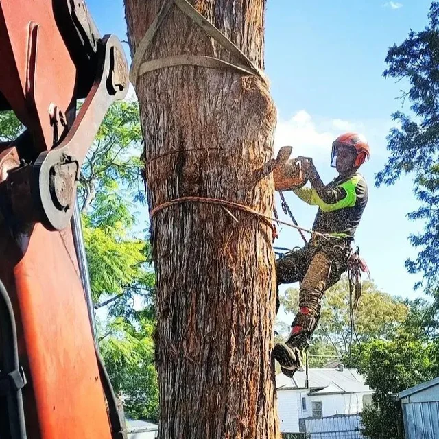 TREE SOLUTIONS