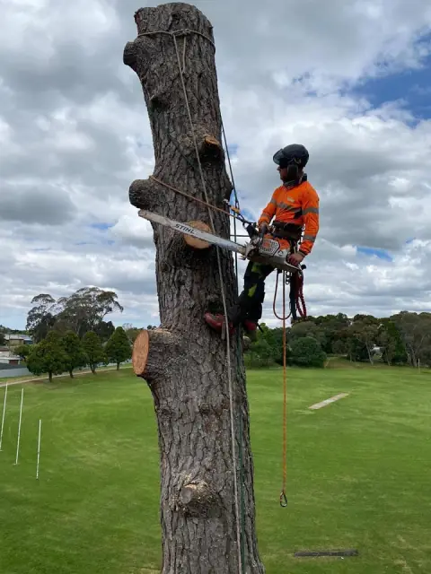 Tree Tech SA