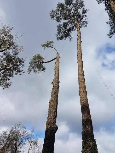 Tree Tech SA cover
