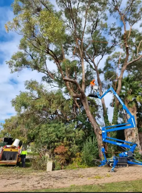 Tree Top Surgeons