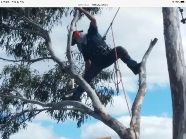 Tree Way Is The Right Way