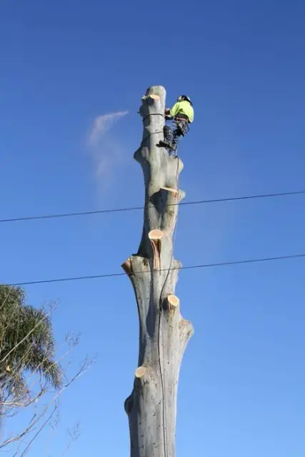 TreeBiz Tree Services cover