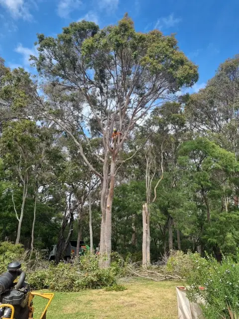 TREECO Arboriculture