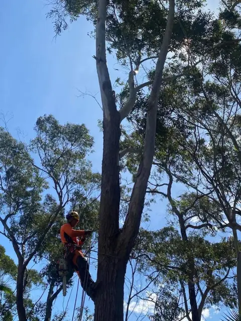 TreeOps Services Pty Ltd