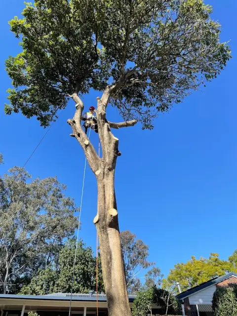 Treepeeps cover