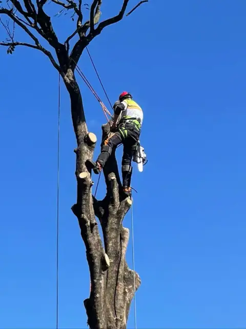 Treepeeps