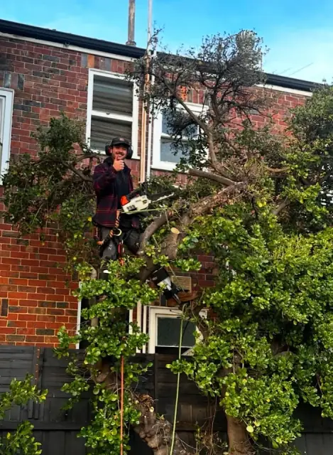 Trees Cut Melbourne