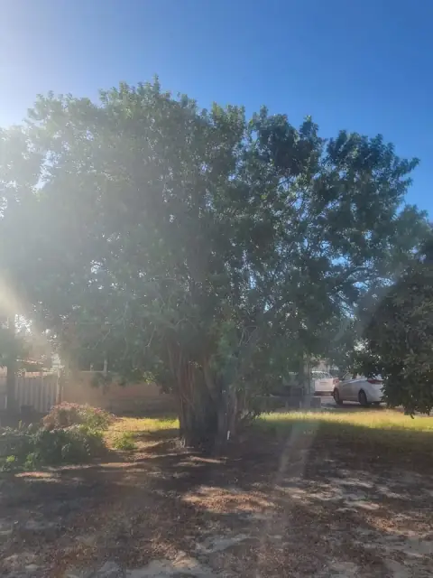 Trees Need Tree Surgeons
