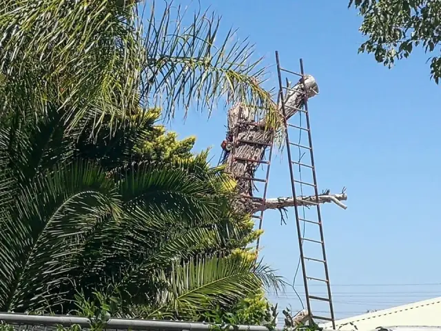 Trees Need Tree Surgeons cover