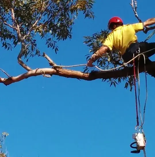 Treesmith Newcastle