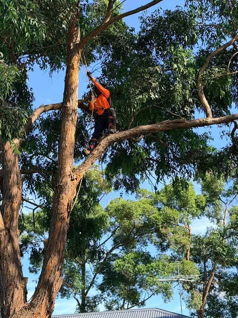 TreeSpec Qualified Arborists cover