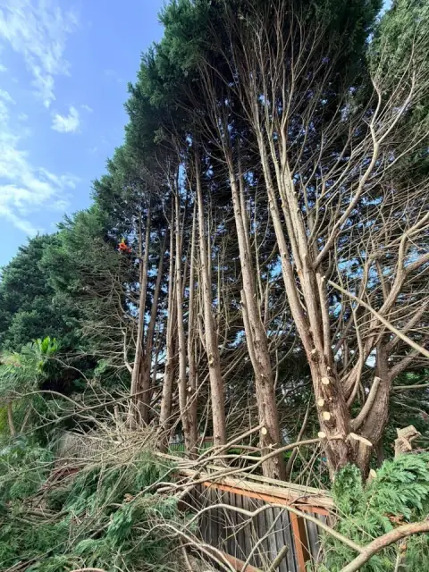 TreeSpec Qualified Arborists