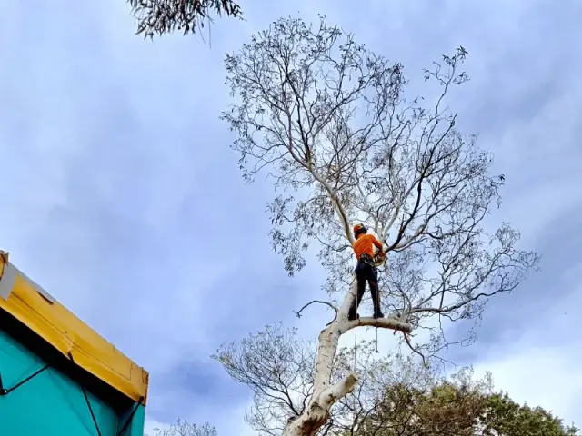 Treetops Tree Services