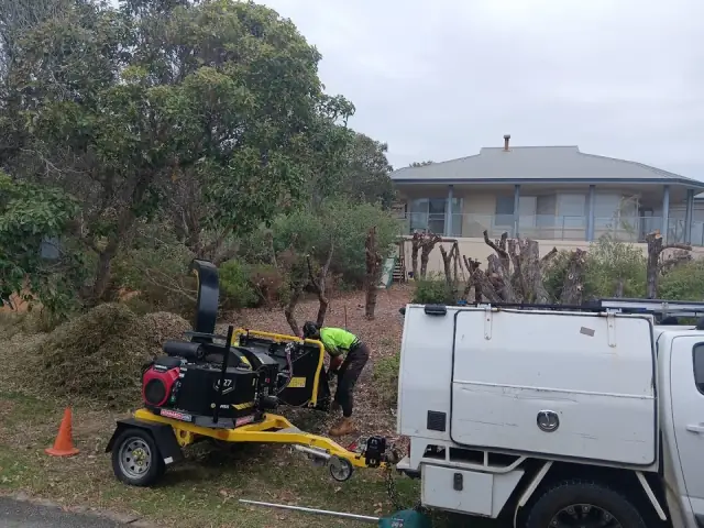 Trim Ya Trees