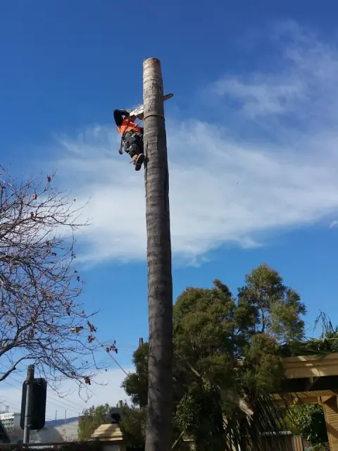 triple 777 tree services