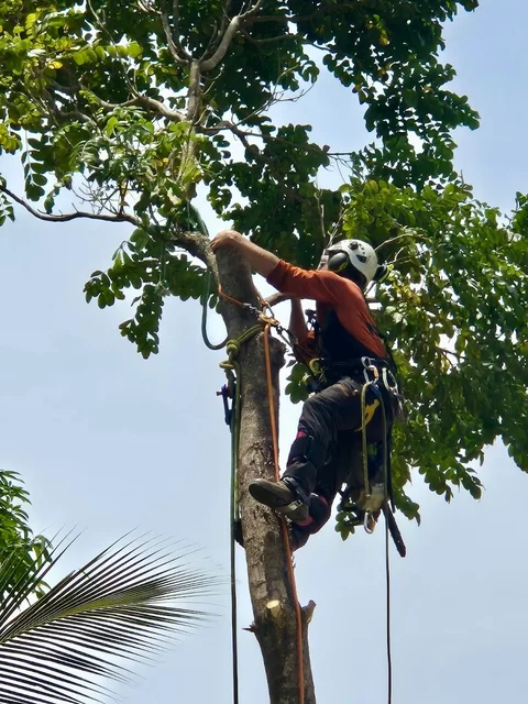 Tropical Tree Solutions cover