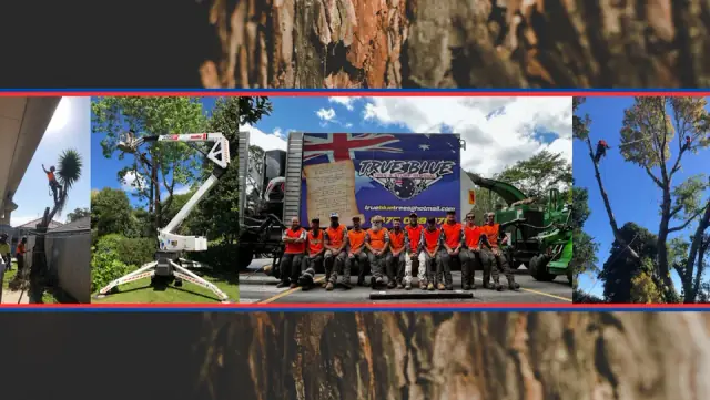 True Blue Tree and Stump Removal